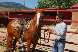 Preparing to bridle horse